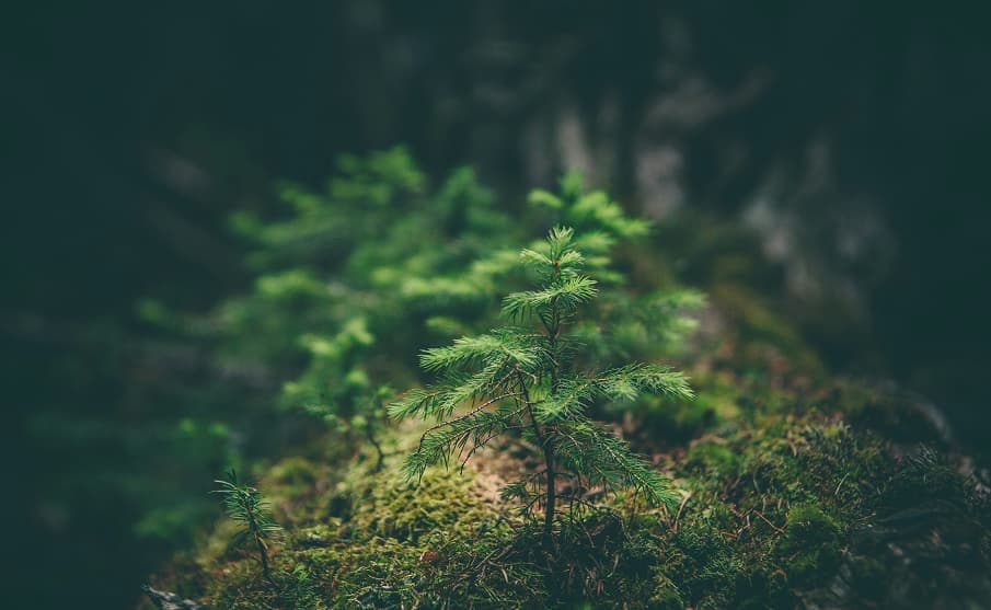 Día Mundial del Medio Ambiente: la energía y la sostenibilidad van de la mano